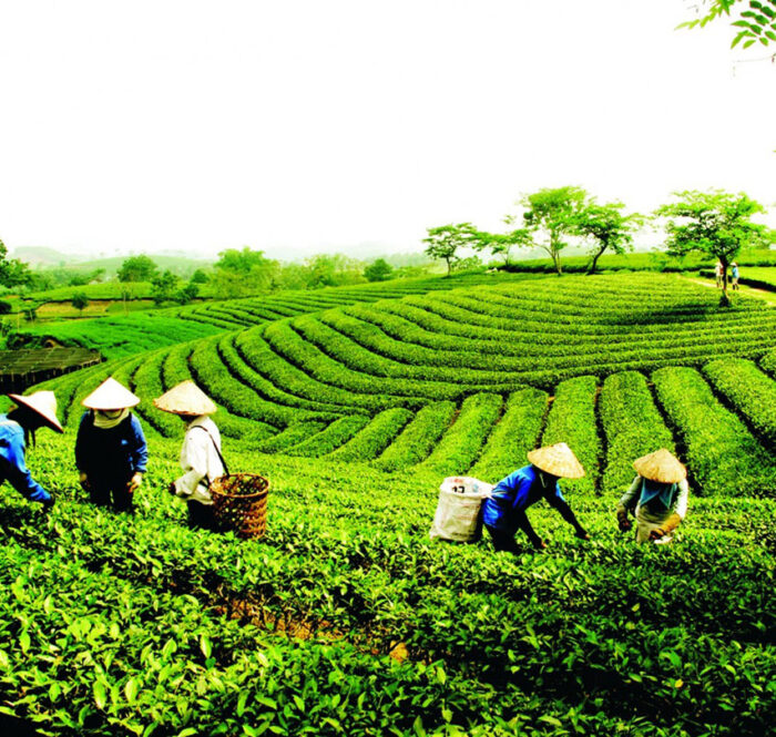 Xuất khẩu chè Việt Nam sang Anh tăng hơn 100% trong 9 tháng