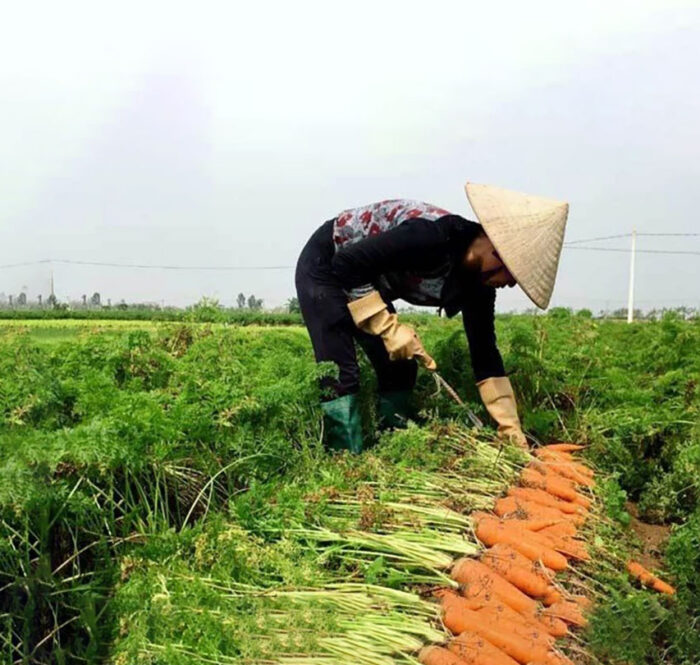 Hàn Quốc sẽ nhập khẩu cà rốt trở lại từ ngày 4/3/2021