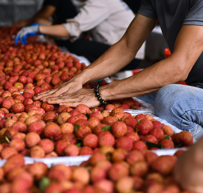 Vải được chọn lựa, đóng gói trước khi xuất khẩu sang Trung Quốc. Ảnh: Giang Huy.