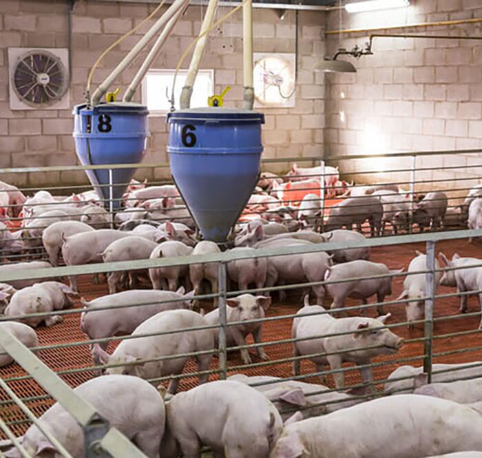 Khủng hoảng dịch ASF tại Đức giúp Tây Ban Nha trở thành nhà sản xuất hàng đầu của EU