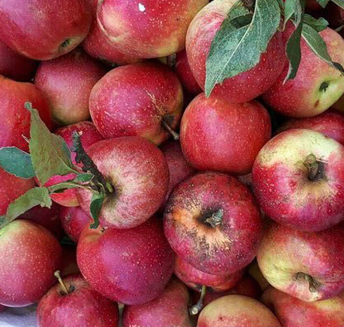 Trái cây Trung Quốc ồ ạt vào Việt Nam