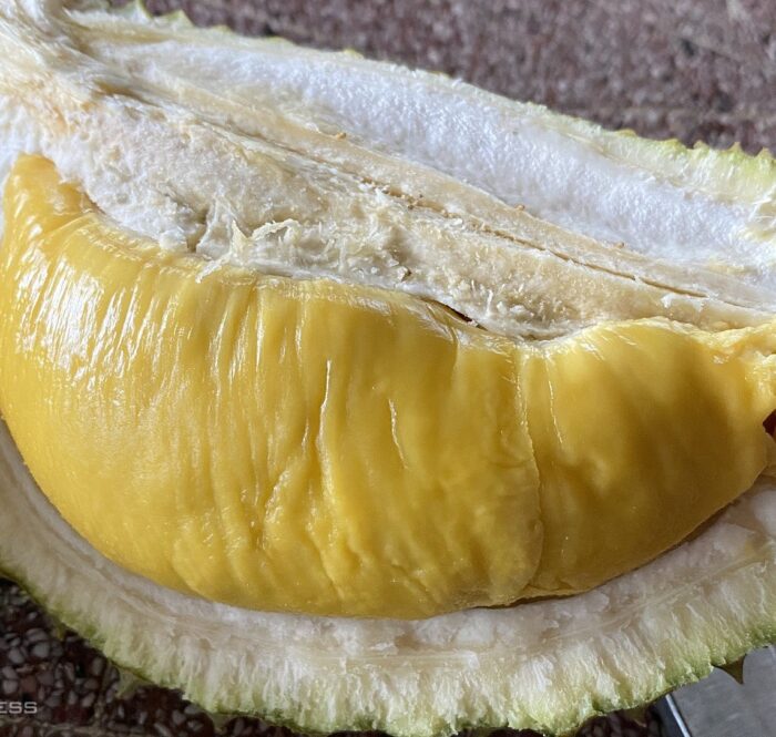 Musang King tại vườn nhà anh Hiếu. Ảnh: Anh Thảo
