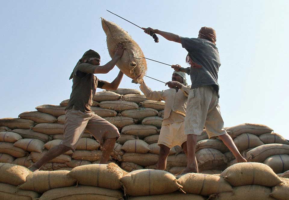 Xuất khẩu gạo Ấn Độ bị gián đoạn nghiêm trọng vì thiếu tàu vận chuyển