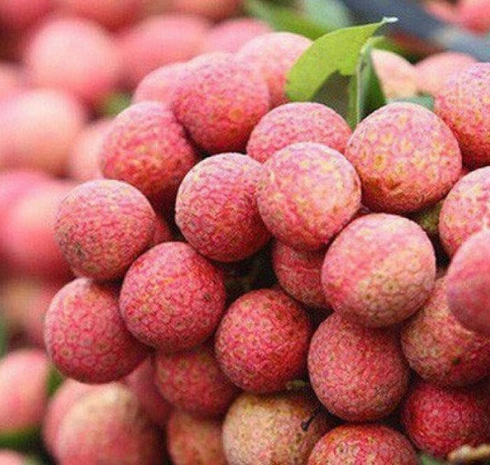 Lần đầu tiên vải thiều tươi được xuất qua cửa khẩu tại Móng Cái