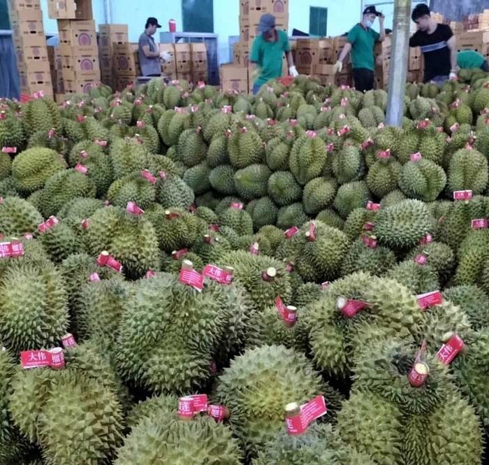 Đắk Lắk đề xuất là tỉnh đầu tiên xuất khẩu sầu riêng sang Trung Quốc