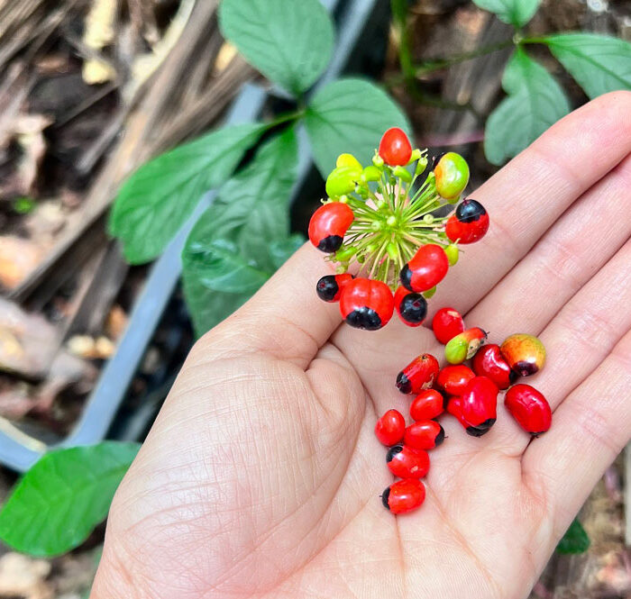 Hạt sâm chuẩn Ngọc Linh tại vườn nhà chị Thảo ở Kon Tum. Ảnh: Kim Thảo.