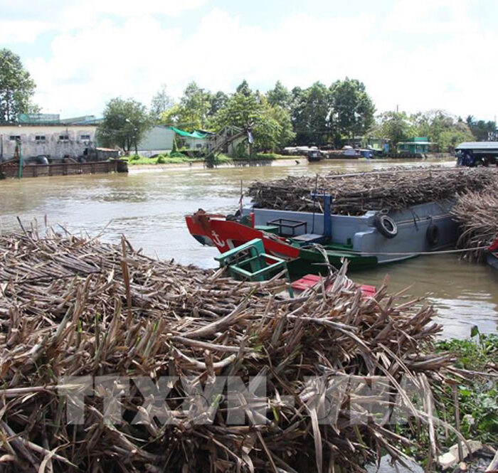 Nhiều ghe mía nằm chờ tại cầu cảng nhà máy Casuco, sáng 28/11. Ảnh: Hồng Thái - TTXVN
