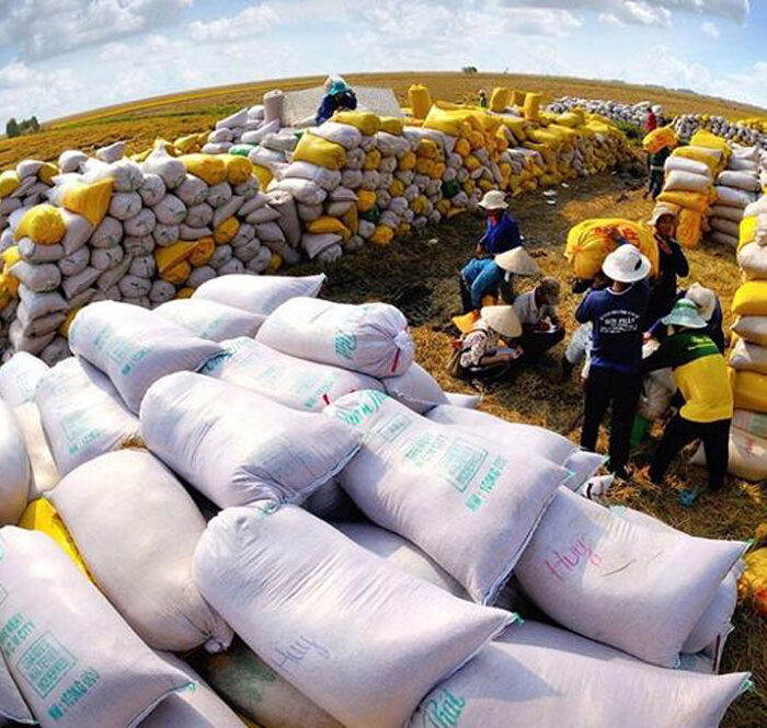 Xuất khẩu gạo có thể đạt 7 triệu tấn