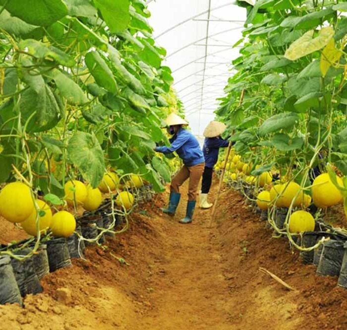 Xuất khẩu nông, lâm, thủy sản đạt kỷ lục