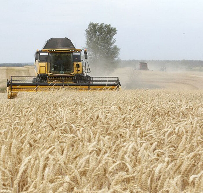 Giá lương thực tăng 15 phần trăm