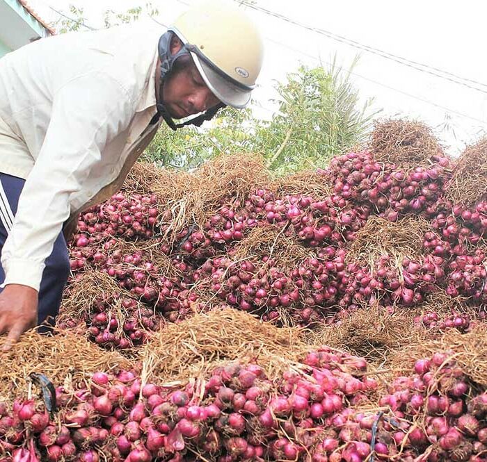 Nông dân Vĩnh Châu thu hoạch củ hành tím. Ảnh: An Minh