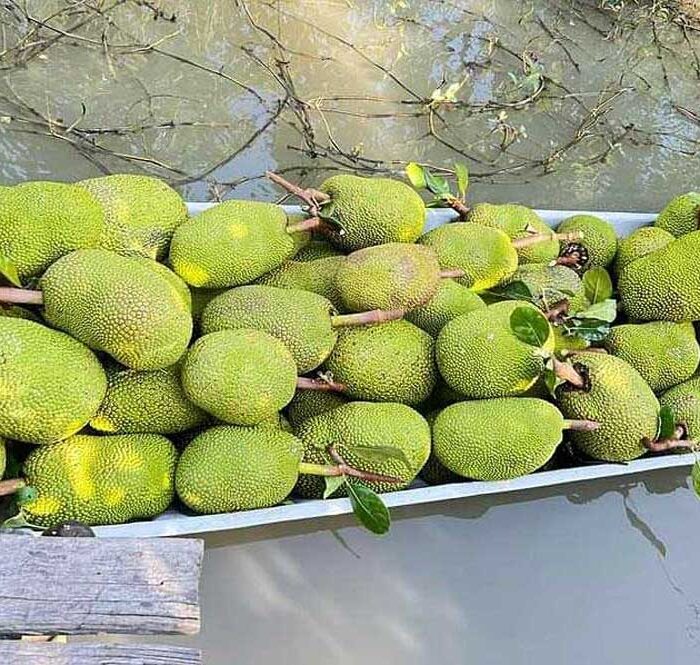 Mít là sản phẩm đang được Trung Quốc thu mua mạnh. Ảnh: Dương Phong