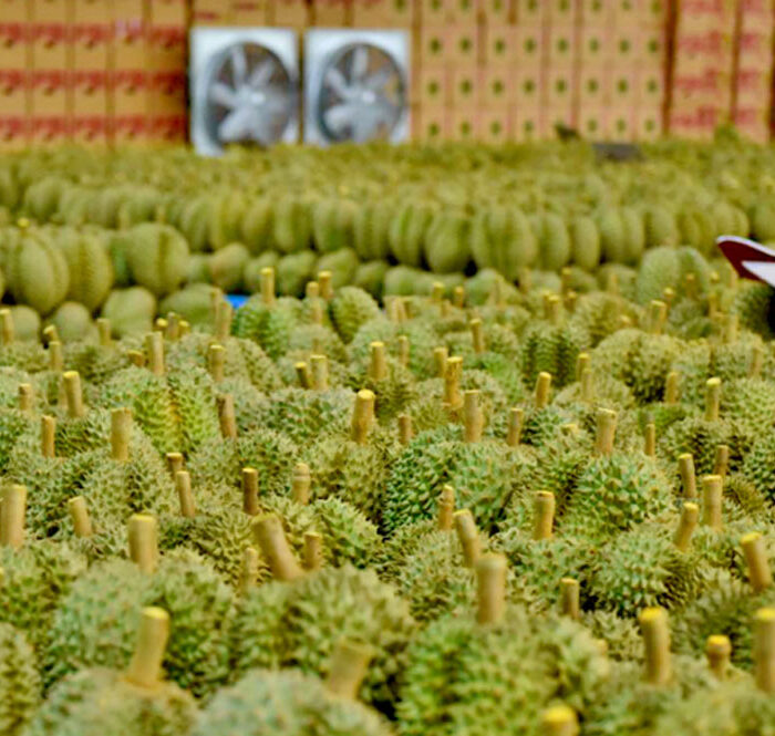 Xuất khẩu sầu riêng sang Trung Quốc dự báo lên ngôi, Việt Nam trở thành đối thủ nặng ký với Thái Lan