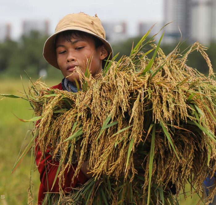 Giá trị xuất khẩu gạo Việt tăng đột biến