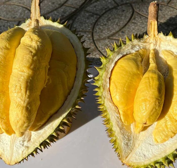 Musang King của nhà vườn tại miền Tây. Ảnh: Mạnh Khương
