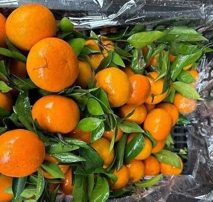 Cam được đựng trong các sọt nhựa bán tại chợ đầu mối. Ảnh: Linh Đan