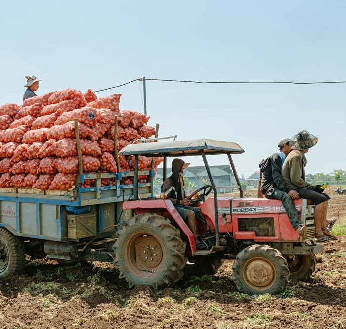 Khoai tây được nông dân đóng bao để chở ra khu vực thu mua. Ảnh: Linh Đan