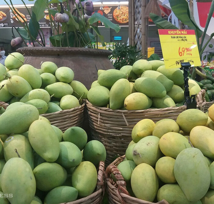 Xoài cát Hòa Lộc rớt giá một nửa