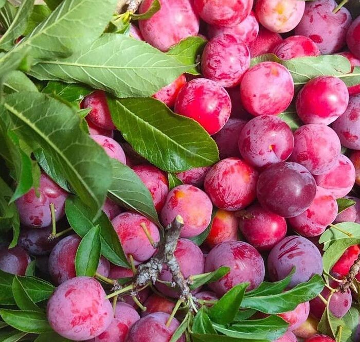Mận cơm chín tại nhà vườn ở Sơn La. Ảnh: Lê Vân