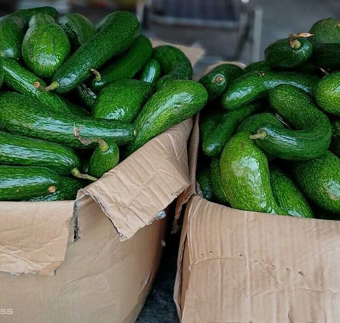 Đặc sản bơ Lâm Đồng rớt giá mạnh