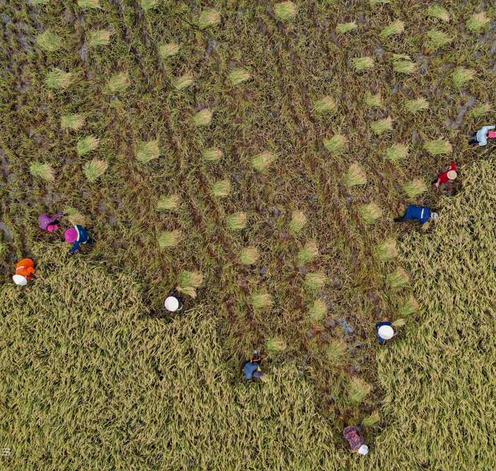 Người dân thu hoạch lúa tại TP Thủ Đức (Hồ Chí Minh). Ảnh Quỳnh Trần