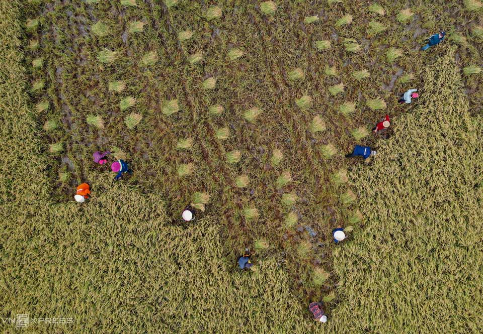 Người dân thu hoạch lúa tại TP Thủ Đức (Hồ Chí Minh). Ảnh Quỳnh Trần