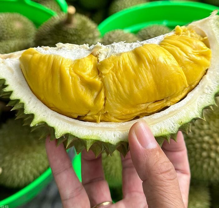 Sầu riêng tại nhà vườn ở Cần Thơ. Ảnh: Mạnh Khương