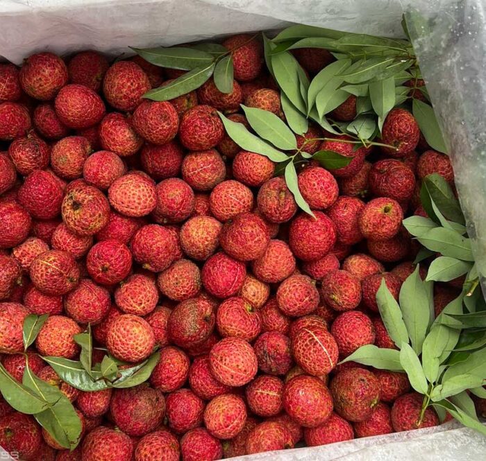 Vải thiều không hạt được hái từ nông trại ở Thanh Hóa. Ảnh: NVCC