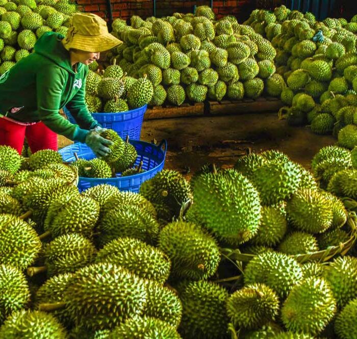 Sầu riêng Long Khánh (Đồng Nai) vào mùa. Ảnh: Phước Tuấn