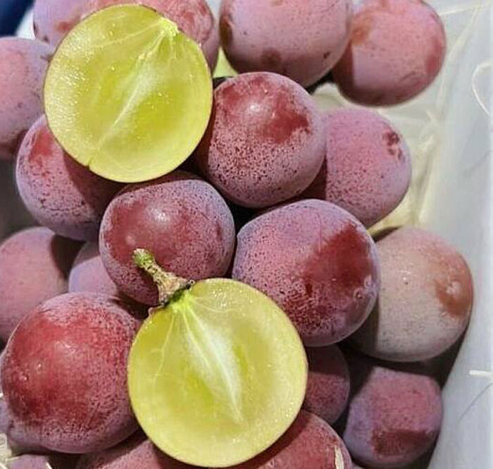 Nho Queen Nina được gắn mác Ruby Roman bán với giá rẻ. Ảnh: Nhân vật cung cấp