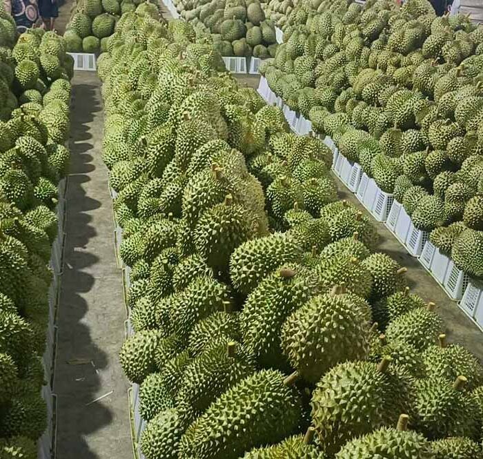 Nhiều trái cây vào vụ thu hoạch, xuất khẩu rau quả tháng 5 gấp 2,6 lần cùng kỳ