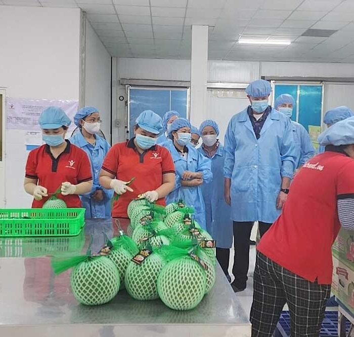 Bưởi da xanh được đóng gói và kiểm tra gắt gao trước khi sang Mỹ. Ảnh: Linh Đan