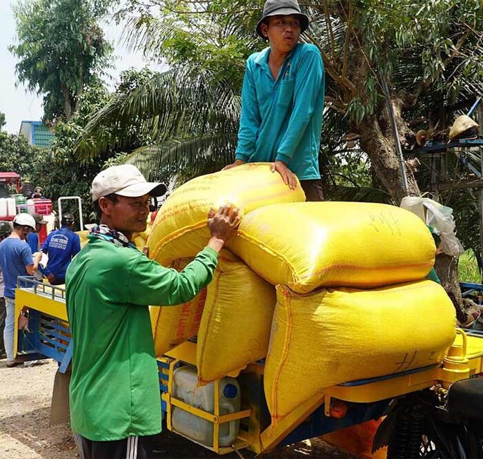 Nông dân huyện An Phú, An Giang tập kết lúa để thương lái đến thu mua. Ảnh: Ngọc Tài