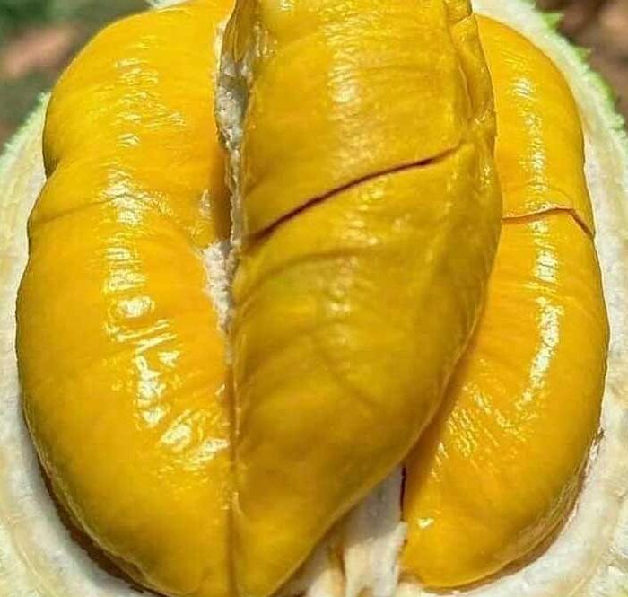 Musang King được rao bán tại chợ đầu mối sỉ sầu riêng. Ảnh: Vựa sầu riêng miền Tây