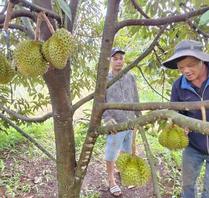 Tại sao sầu riêng Việt Nam thua Thái Lan