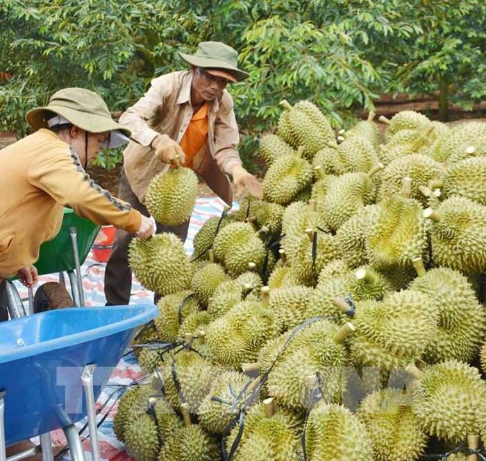 Thu hoạch sầu riêng tại Daklak