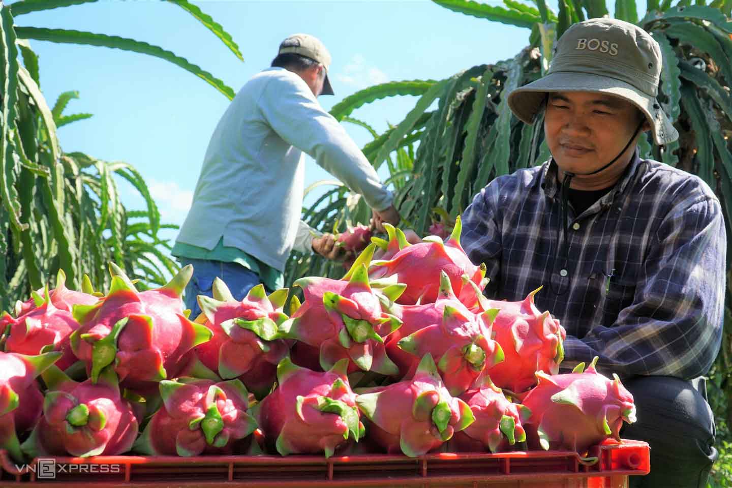 Nông dân thu hoạch thanh long ở Bình Thuận. Ảnh: Việt Quốc