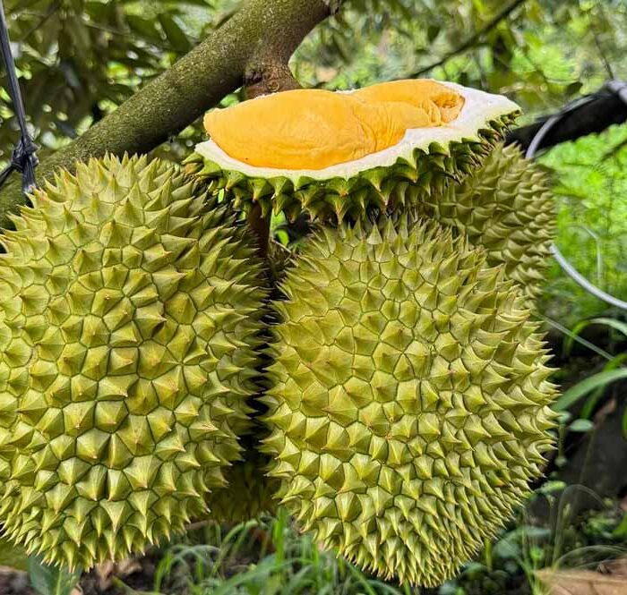 Sầu riêng tại nhà vườn ở Cần Thơ. Ảnh: Mạnh Khương