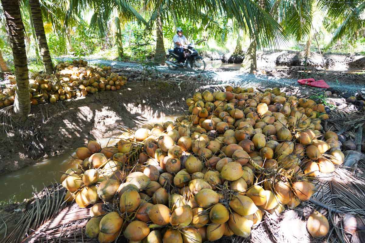 Hơn 2.000 quả quá lứa của ông Trọng phải hái xuống vườn chờ bán dừa khô làm giống. Ảnh: Hoàng Nam