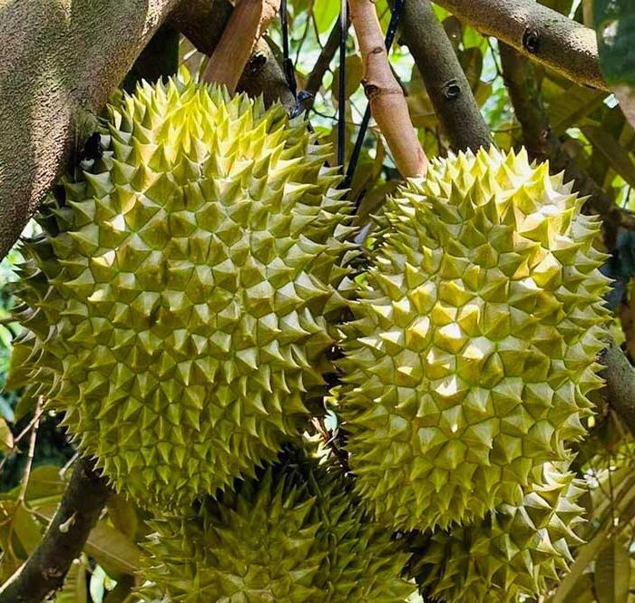 Các nước tăng cường mua sầu riêng Việt Nam