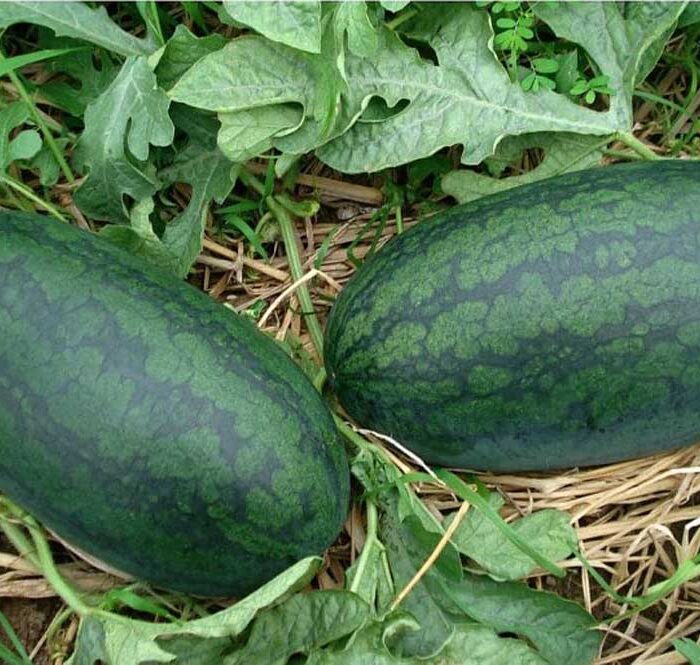 Dưa hấu Việt Nam được xuất chính ngạch sang Trung Quốc