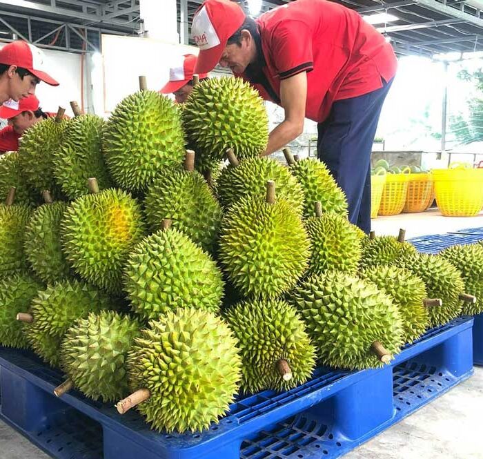 Sầu riêng được kiểm tra và đóng hộp xuất khẩu sang Trung Quốc: Ảnh: Vina T&T