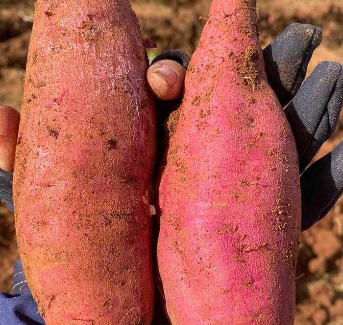 Khoai lang tại nhà vườn ở Kon Tum. Ảnh: Thanh Mai