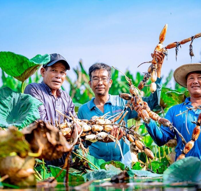 Nông dân xã Trường Xuân, huyện Tháp Mười, tỉnh Đồng Tháp thu hoạch củ sen. Ảnh: Nguyễn Khánh