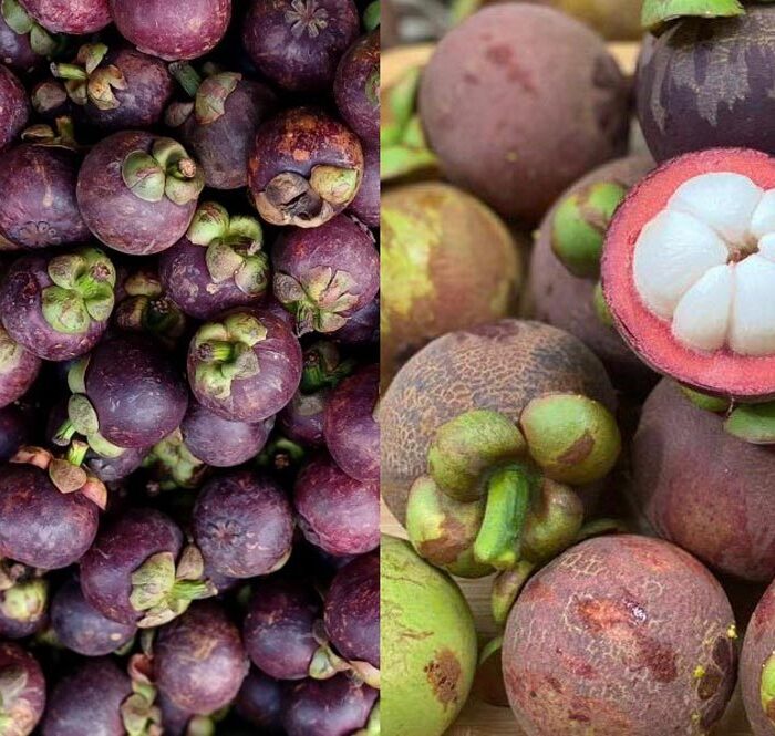 Măng cụt Thái (bên trái), măng cụt Lái Thiêu (bên phải). Ảnh: Thi Hà