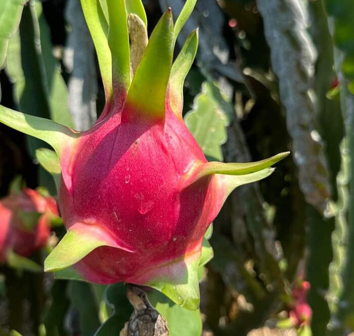 Thanh Long tại nhà vườn ở Bình Thuận. Ảnh: Minh Hòa