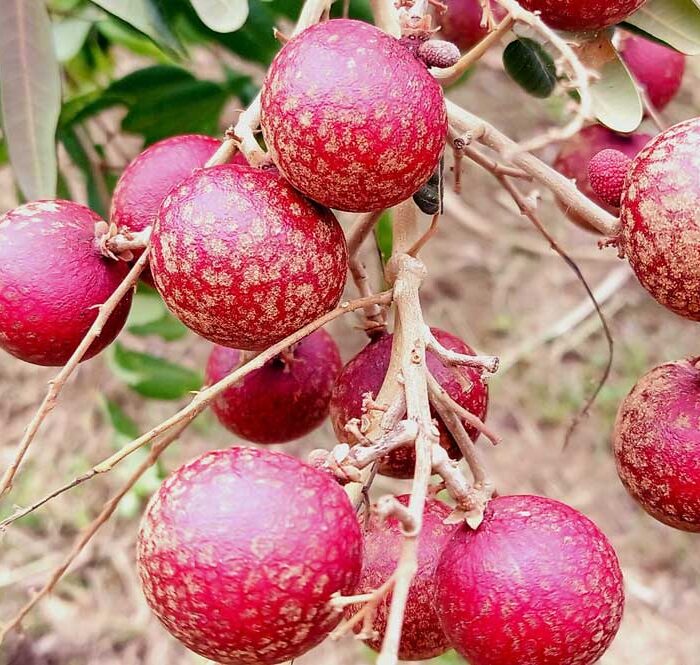 Nhãn xuống tím tại vườn nhà ông Phúc. Ảnh: Nhân vật cung cấp