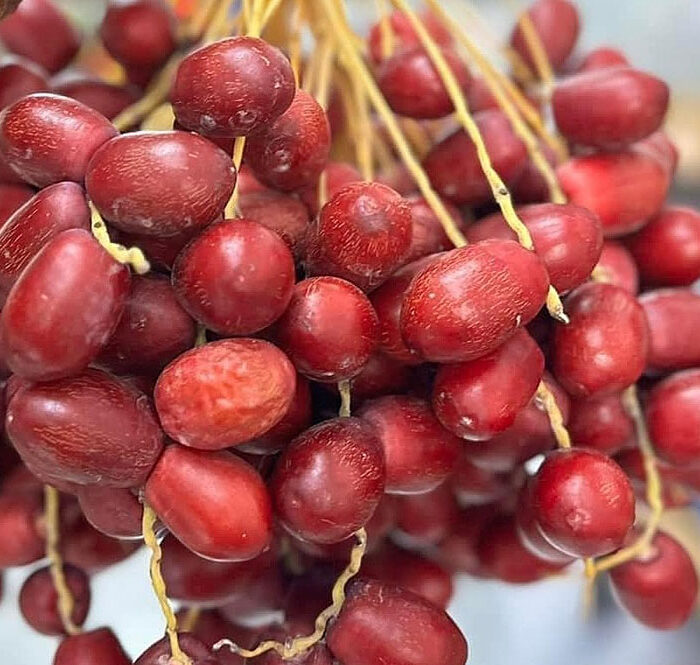 Chà là đỏ được các đầu mối ở TP HCM nhập về bán với giá tới 700.000 đồng một kg. Ảnh: Nhân vật cung cấp