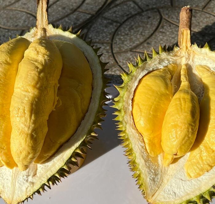 Sầu riêng tại nhà vườn Cần Thơ. Ảnh: Mạnh Khương