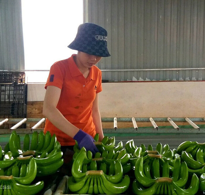 Chuối được xử lý để đóng thùng xuất khẩu. Ảnh: Thi Hà